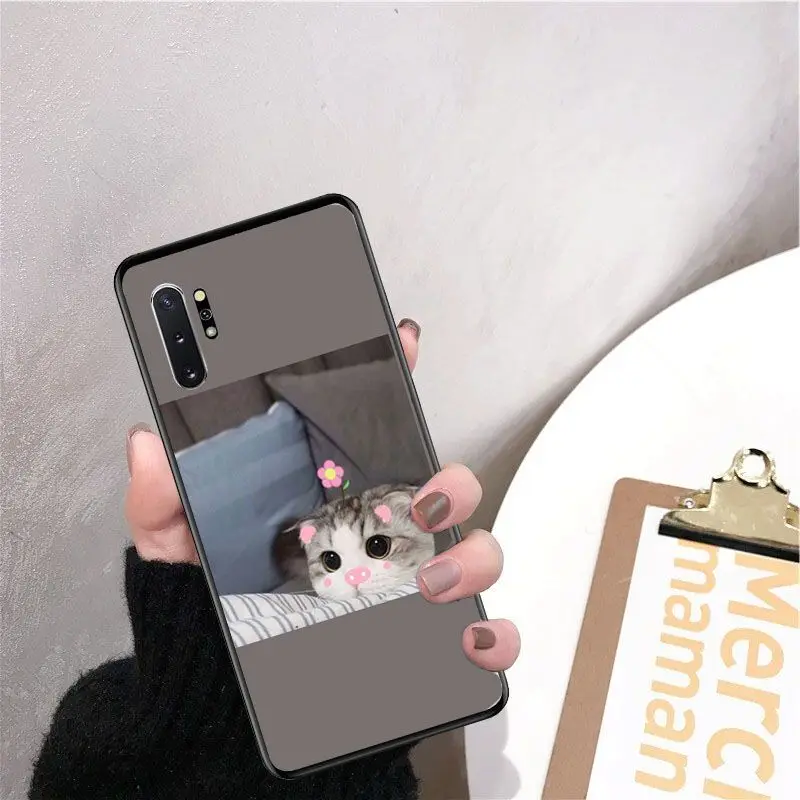 Cute funny funny kitten cat