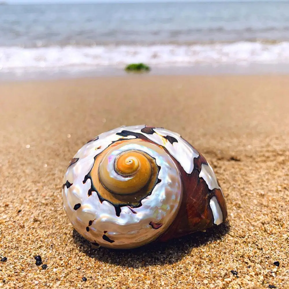 1pc 8-9cm Natural South African Snail Pearly Big Screw Conch Shells Coral Collectible Mediterranean Aquarium Ornaments Sea Shell | Дом и сад