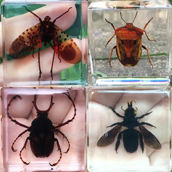 

1piece Insect Specimen Lycorma Delicatula In Clear Resin Educational Explore Instrument School Teaching Supplies 38x38x14MM