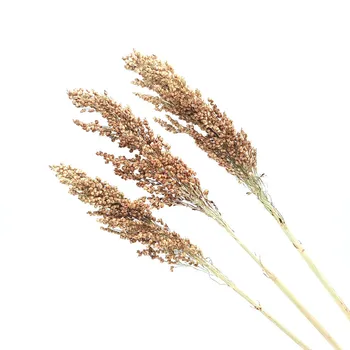 

3pcs Home Decoration Sorghum Bunch Dried Flower Real Plant Sorghum Bundle DIY Flower Wedding Floral Decor