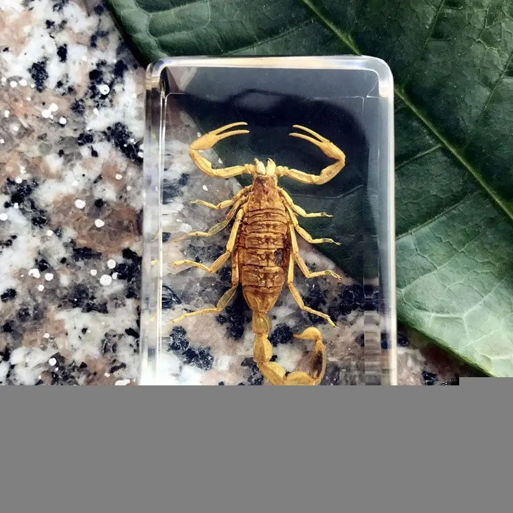昆虫の石天然サソリインクルーション標本家装飾石樹脂cfraft文鎮結婚