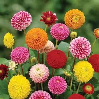 

50pcs Dahlia Seed Balcony Flower Seeds Bonsai Plant DIY Garden Decoration