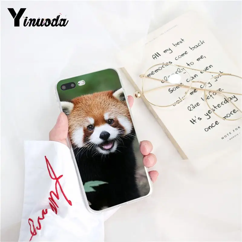 Red panda