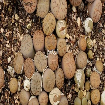 

Prodgf 10Pcs A Set lithop co44