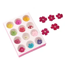 Перекрещивающиеся для маникюра сушеные цветы 12 цветов verbena Hybrida сушеные цветы ручной работы спрессованные цветы натуральные настоящие цветы 12-Col