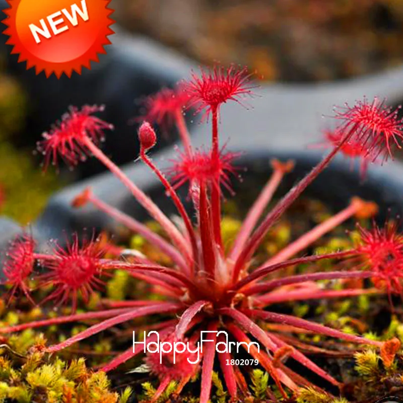 Новое поступление! Павлин росянка завод растения семена бонсай floresling Новинка растения свежий Кордицепс «сделай сам» для дома и сада 100 шт./упак.,# CLL2M1