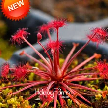 Новое поступление! Павлин росянка завод растения семена бонсай floresling Новинка растения свежий Кордицепс «сделай сам» для дома и сада 100 шт./упак.,# CLL2M1