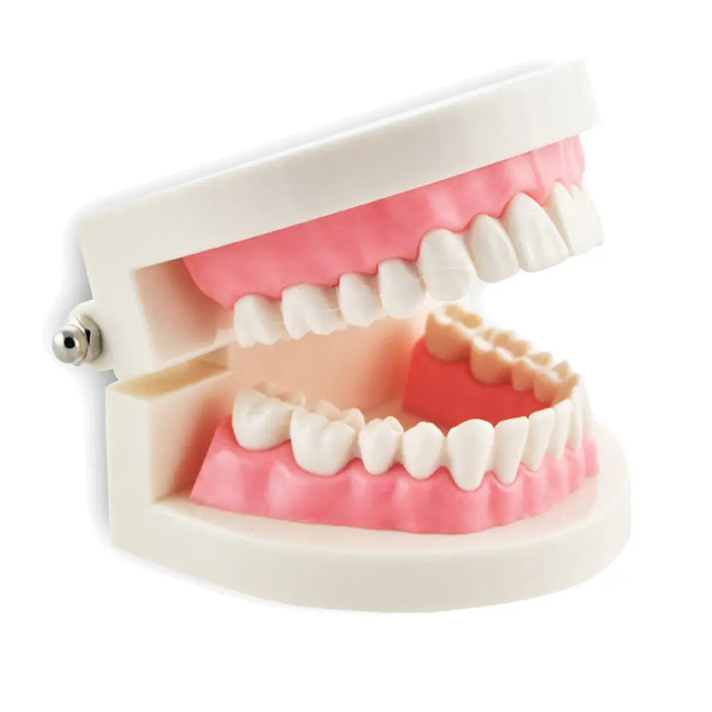 New Dental Dentist Flesh Pink Gums Standard Teeth Tooth Teach Model Teaching | Красота и здоровье