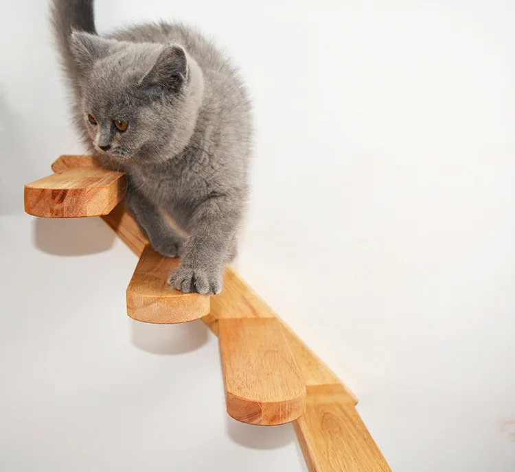 Cat climbing a ladder rubber wood springboard stairs toy on a solid