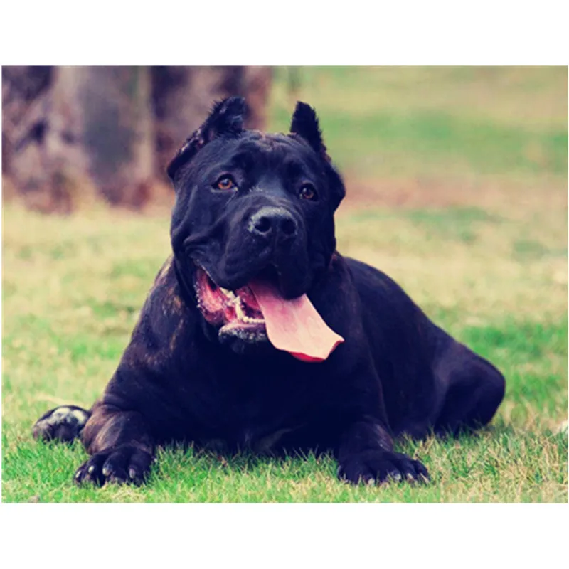 

kokoer full Drill 5D DIY Diamond Painting "Cane Corso dog" 3D Embroidery Cross Stitch Mosaic Rhinestone Home Decor gift