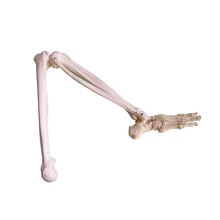 Modèle d'articulation du pied humain avec péroné et fémur modèle anatomique d'os du pied modèle anatomique squelette étude médicale fournitures d'apprentissage