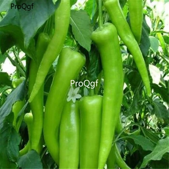 

Ngryise 9000Pcs A Set Sweet Charleston Pepper