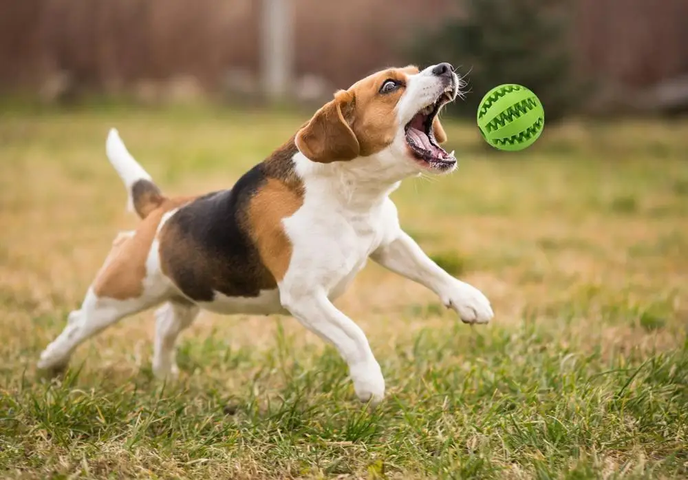 Hundeball aus ungiftigem Naturkautschuk - pantagoo