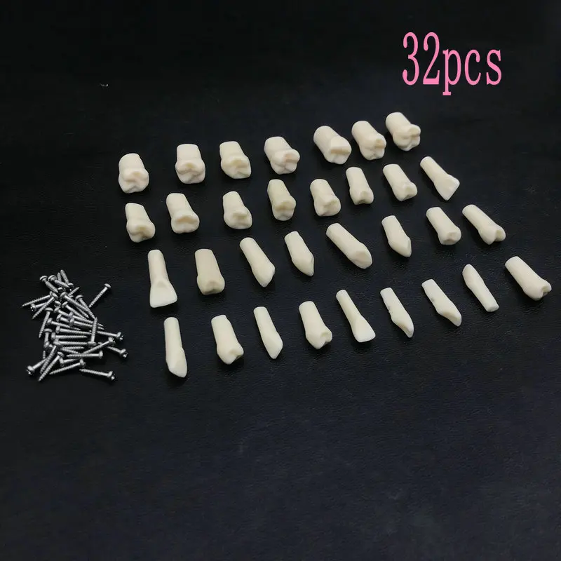

28pcs/32pcs High Quality Resin Simulation Tooth Grain Dental Model For Dentist Exam Preparation Teaching