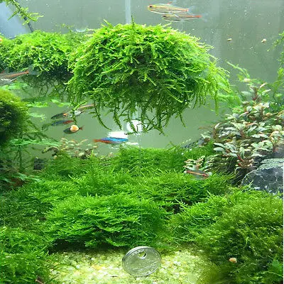 5 см аквариумный медиашар для аквариума живое растение фильтр фильтрации декор