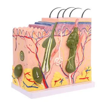 50X Three-dimensional Human Skin Structure Model Block Enlarged Plastic Anatomical Anatomy Teaching Tool enlarged human segmental lungs model respiratory organs anatomy transparent anatomical models medical teaching tool bronchus