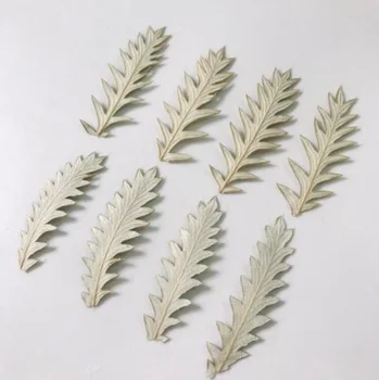 

60pcs Pressed Dried Natural Ranunculus Japonicus Thunb Leaves Plant Herbarium Jewelry Postcard Invitation Card Phone Case DIY