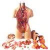 28cm Anatomical Human Torso Body Model Anatomy Internal Organ Medical Teaching Mold Assembly Science Kid Baby Education Toy Gift 1