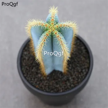 

Ngryise 1Pcs A Set Pilosocereus pachycladus