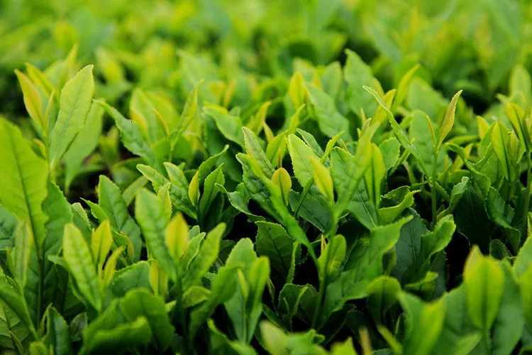 Китайский высококачественный 1725 Anxi Tie Guan Yin Улун чай А+ заварка с натуральным osmanthus fragrans Китайский органический чай Tieguanyin