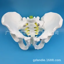 1:1 мужская модель таза образец Iliac Ischium модель копчика человеческая модель таза Мужская кость