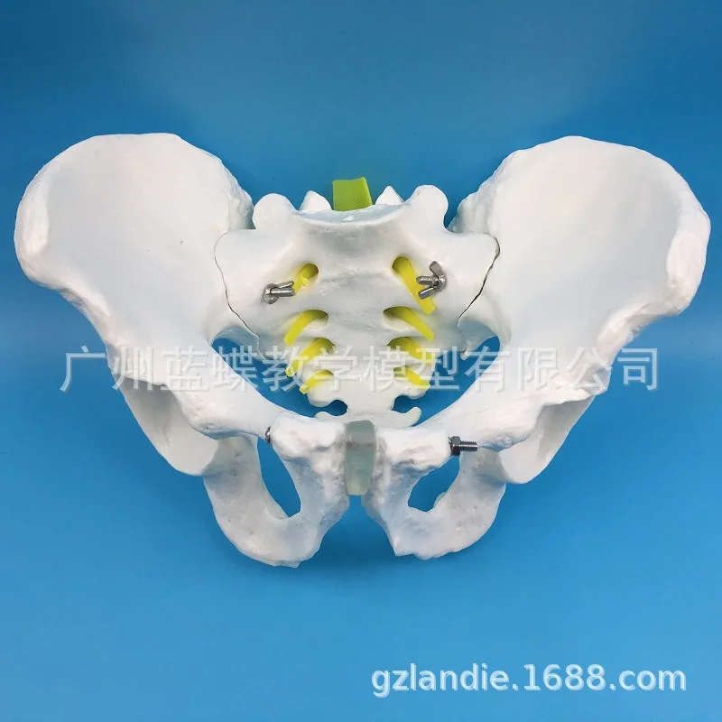 

1:1 Male Pelvis Model Specimen Iliac Ischium Coccyx Model Human Pelvis Model Male Bone