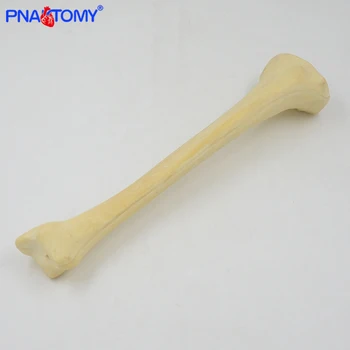 

Life size human tibia model Orthopedic instrument demonstration model skeleton medical tool anatomical model for study and test