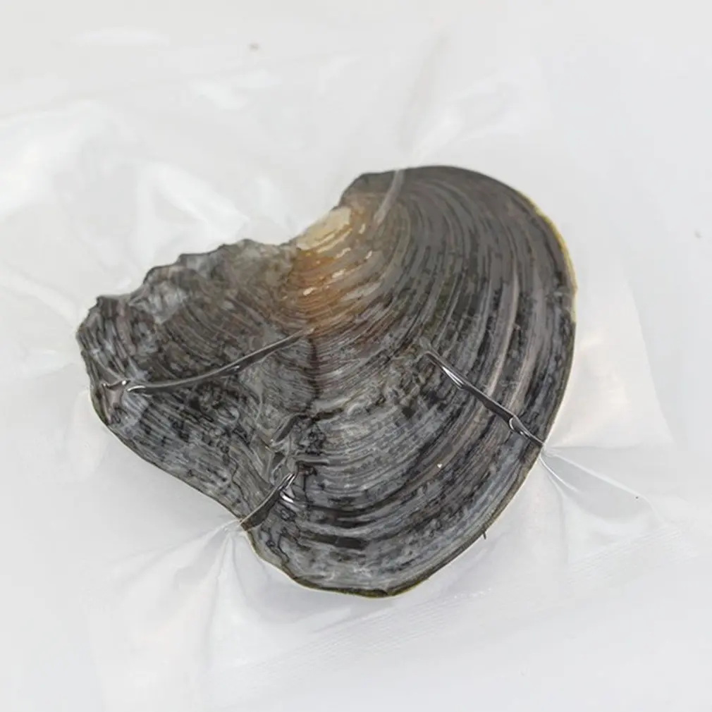 

Vacuum package freshwater pearl small mussel river clam pearl one clam one bead