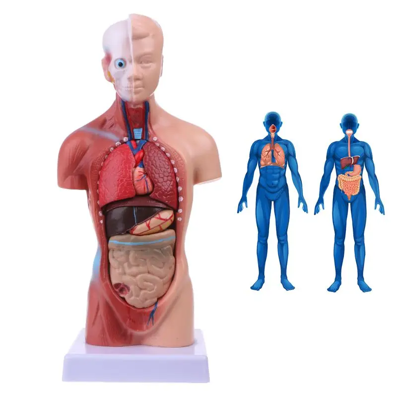 Тела туловища человека модель анатомия, анатомический медицинский внутренние органы для обучения 19QA