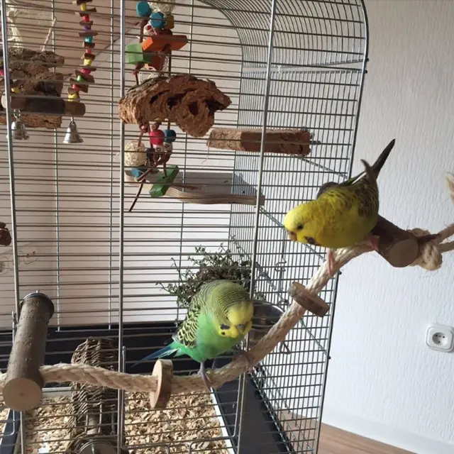Parakeet Cage Toys  4
