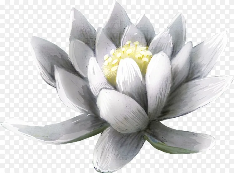 T恤电子视觉显示墙纸 白莲花png图片素材免费下载 图片编号 Png素材网