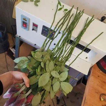 

A hundred years of good roses in addition to pricking thorns machine flowers to stab the thorn machine pricking pliers leaf cutt