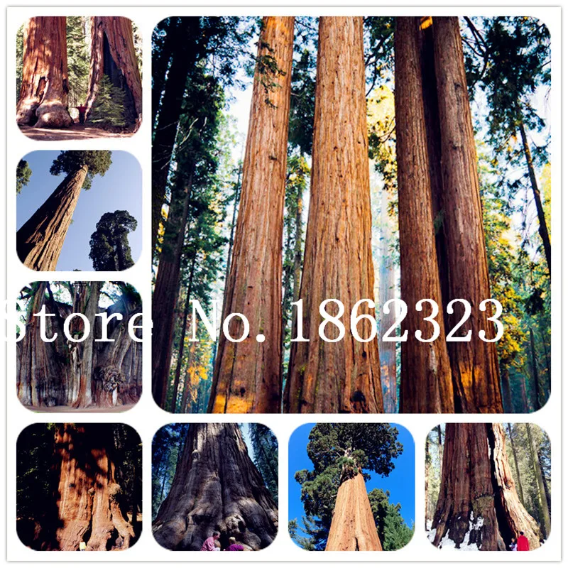 

50 pcs Giant Redwood Bonsai Evergreen Shrubs Bonsai Tree Bonsai Courtyard & Balcony Outdoor Plant for Home Garden Easy to Grow