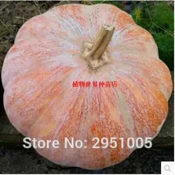 

Rare 5 pcs Chinese pumpkin Balcony Potted DIY home garden free shipping
