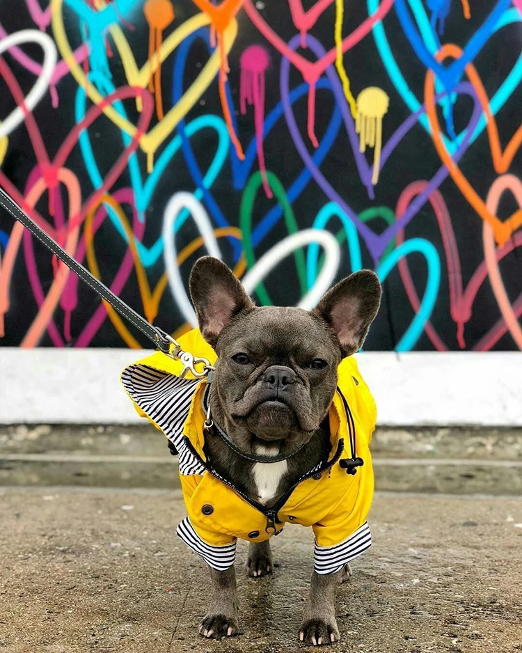 cachorro capa de chuva moda legal cachorro