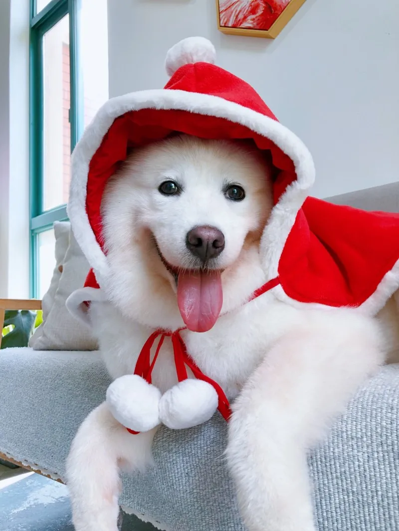 dog chirstmas apparel clothes cloak (3)