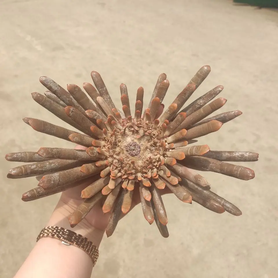 1pcs Natural Sea Anemone Flower Coral Thorny Seashell Collectible Specimen DIY Aquarium Landscape Wedding Nautical Home Decor | Дом и сад