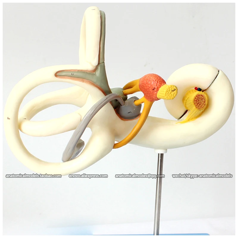 12517 / Magnified 18x Human Inner Ear Labyrinth Anatomy Model, Medical ...