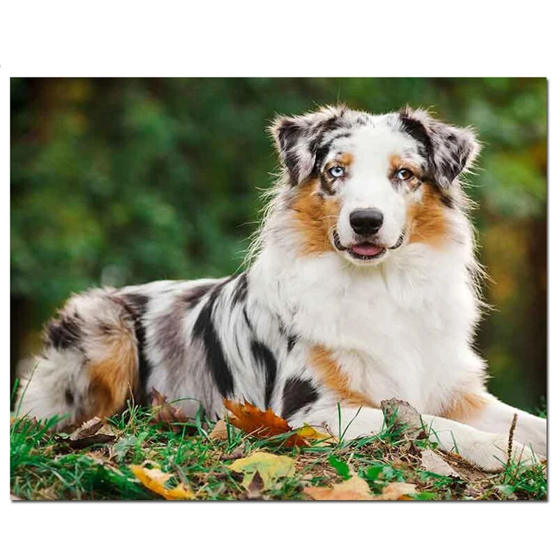 Australian-Shepherd-Diamond-Painting-animal-IQ-number-one-dog-Diy-5D-Diamond-Embroidery-Full-Square-Circle