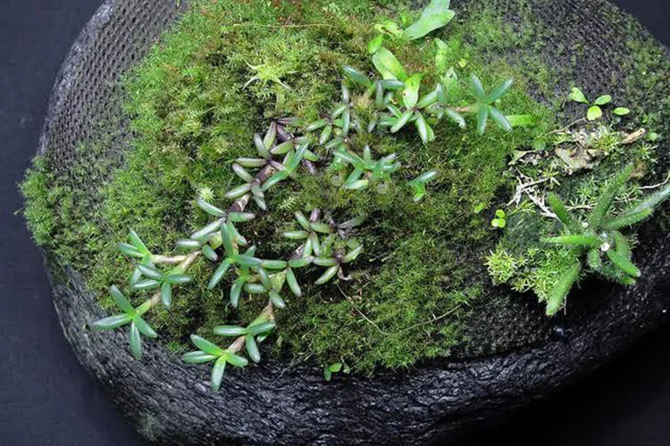 Description Picture 5 of item2mm Rainforest Water Tank Plant Epiphytic Mesh Fabric Planted Ecological Cotton Moisturizing Breathable Moss Fiber Air Net Cloth