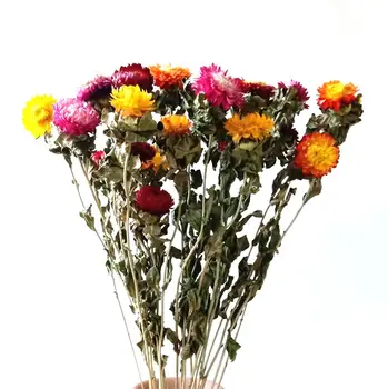 

Dongliflower Dried Natural Strawflower Colorful Daisy Flower Bouquet for Home Wedding Party Décor