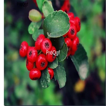 

Ngryise 1000Pcs A Set pyracantha fortuneana