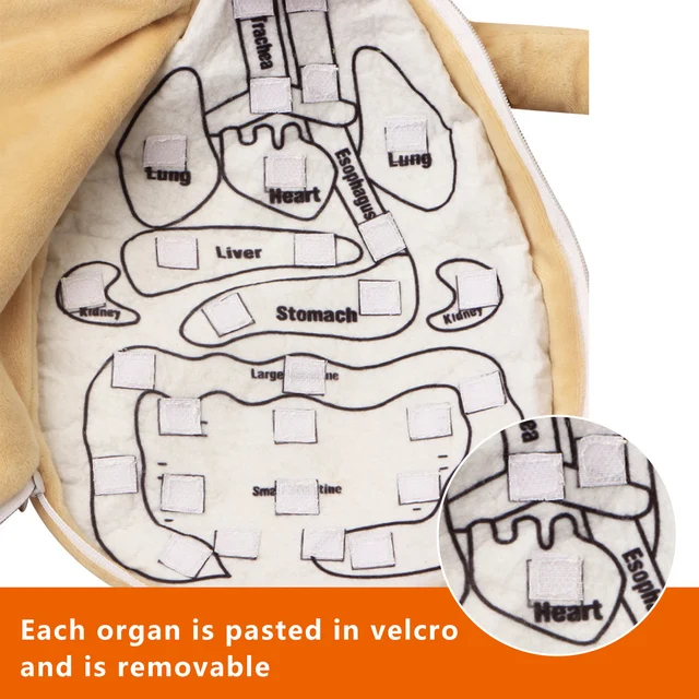 Kids Assembled Plush Body Organs Toy Human Body Anatomy Plush Doll Science Teaching Aids Tool Educational Toys For Children 4