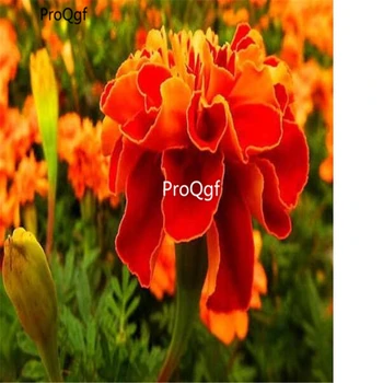 

Prodgf 3000Pcs A Set Tagetes African Marigold