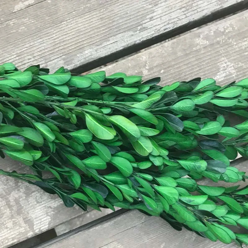 50 г настоящие засушенные консервированные Buxus Sinica вечные сережки-гвоздики с листочками, сушеные натуральные свежие вечные коробчатые цветы ветви для домашнего декора