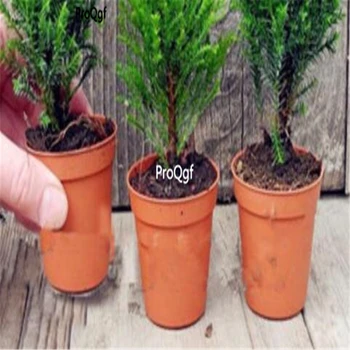 

Ngryise 3000Pcs Cupressus