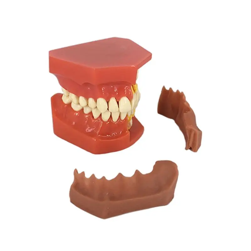 Стоматологические дети съемные Лиственные Зубы Модель постоянный зуб альтернативный дисплей обучения инструмент