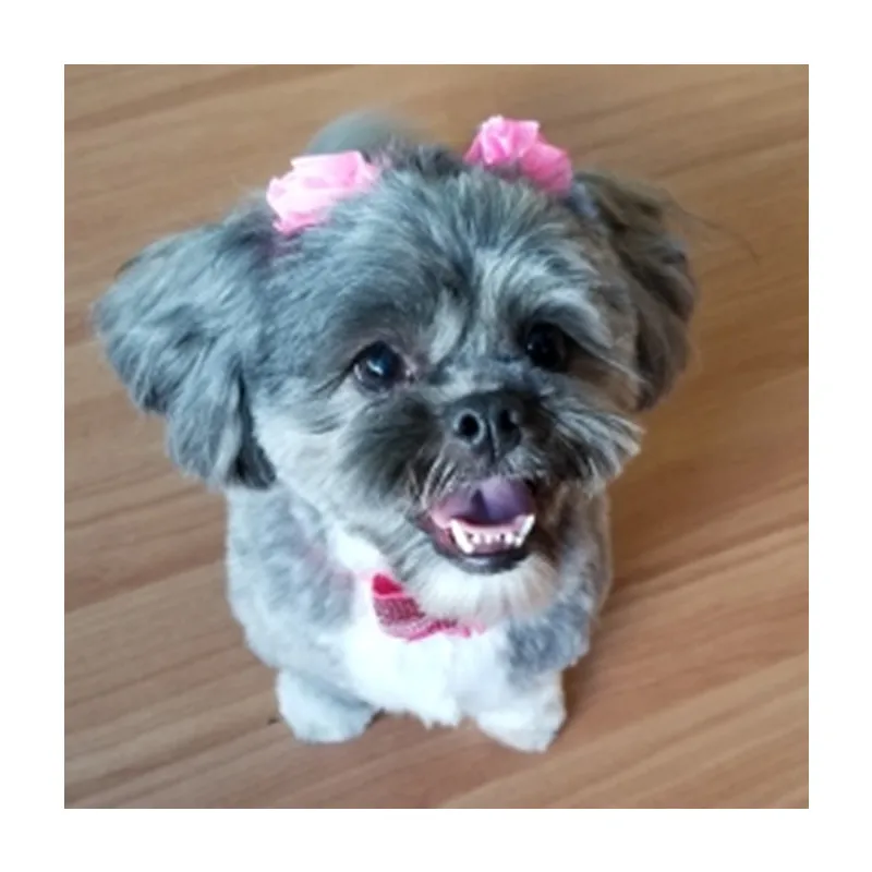100 шт./лот собака карамельного цвета волосы банты Марли цветок затяжки уход за собакой аксессуары для животных принадлежности