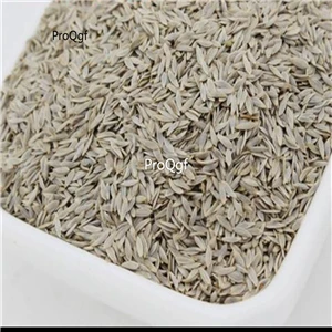 

Ngryise 9000pcs var ramosa lettuce