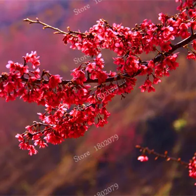 15 шт./пакет, редкие Sakura flores, Вишневое дерево растения, в японском стиле, большая сорта бонсай растения для дома и сада - Цвет: 14